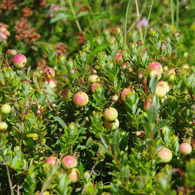 50 American Cranberry | Vaccinium Macrocarpon Seeds - Seed World