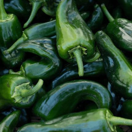 50 Ancho Poblano Chile Pepper Seeds - Seed World