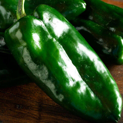 50 Ancho Poblano Chile Pepper Seeds - Seed World