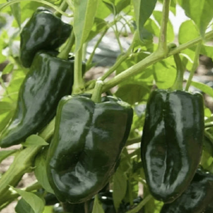 50 Ancho Poblano Chile Pepper Seeds - Seed World