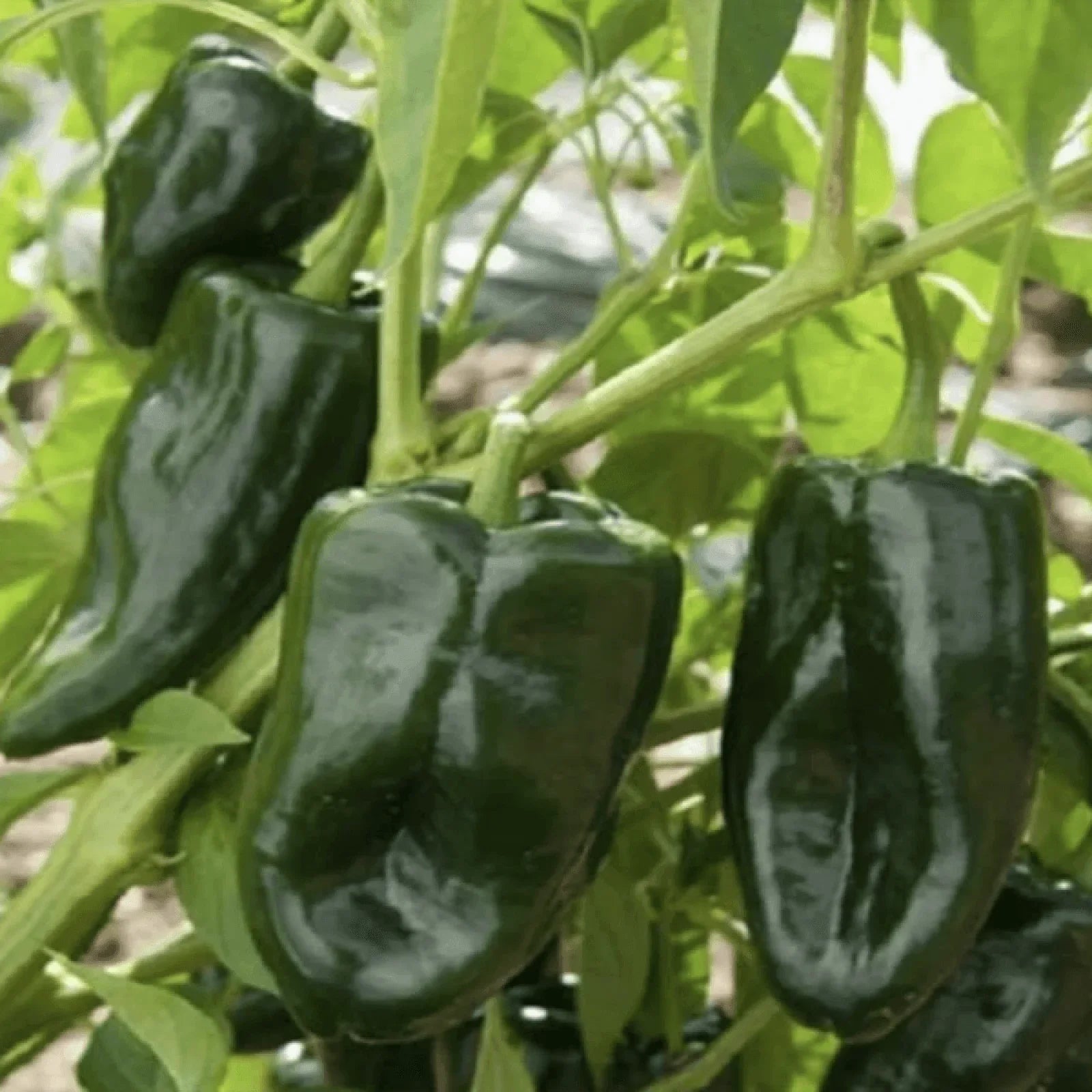 50 Ancho Poblano Chile Pepper Seeds - Seed World