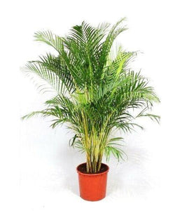 50 Areca Palm (Dypsis Lutescens) Seeds - Seed World