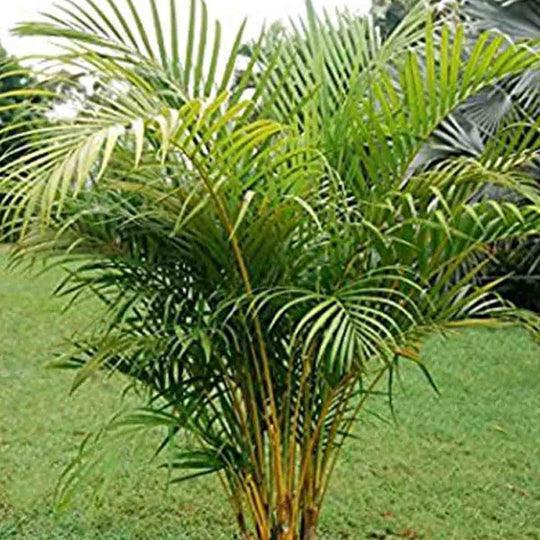 50 Areca Palm (Dypsis Lutescens) Seeds - Seed World