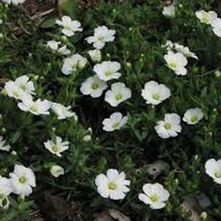 50 Arenaria Montana Seeds - Seed World