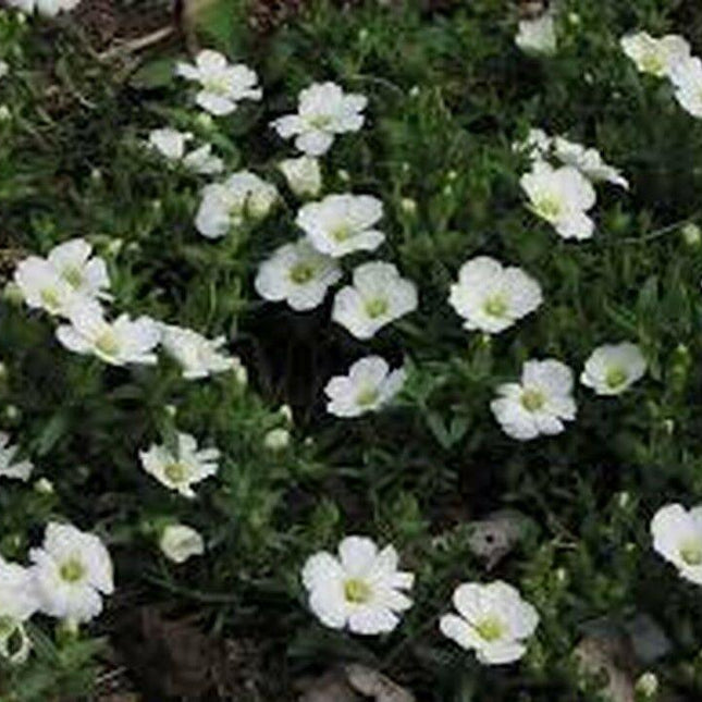 50 Arenaria Montana Seeds - Seed World