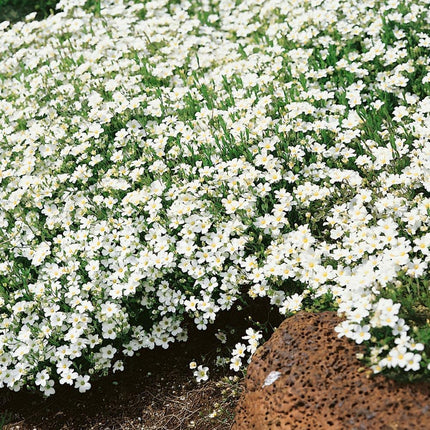 50 Arenaria Montana Seeds - Seed World