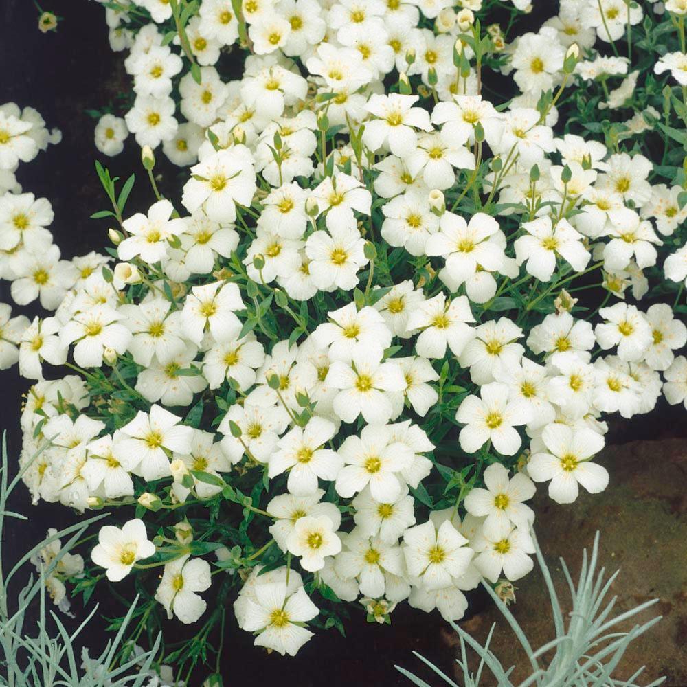 50 Arenaria Montana Seeds - Seed World