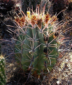 50 Arizona Barrel Cactus Seeds - Seed World