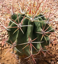 50 Arizona Barrel Cactus Seeds - Seed World