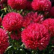 50 Aster Gremlin Double Red Seeds - Seed World