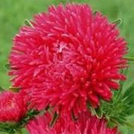 50 Aster Gremlin Double Red Seeds - Seed World