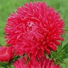 50 Aster Gremlin Double Red Seeds - Seed World