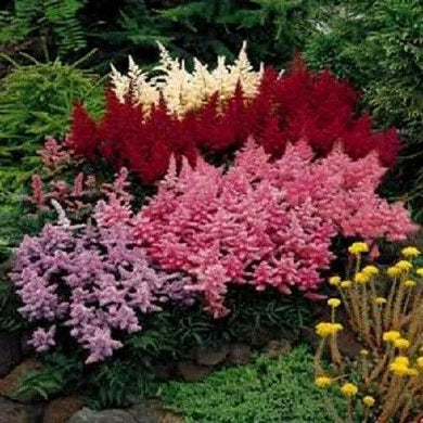 50 Astilbe Bunter -  Astilbe Simplicifolia Seeds - Seed World