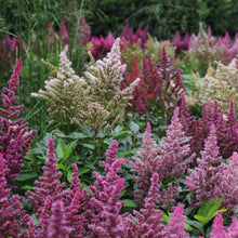 50 Astilbe Bunter -  Astilbe Simplicifolia Seeds - Seed World