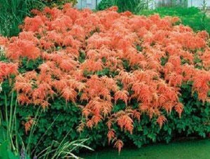 50 Astilbe Bunter -  Astilbe Simplicifolia Seeds - Seed World