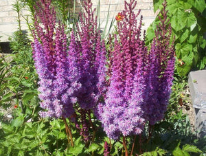 50 Astilbe Bunter -  Astilbe Simplicifolia Seeds - Seed World