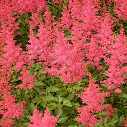 50 Astilbe Bunter - Astilbe Simplicifolia Seeds - Seed World