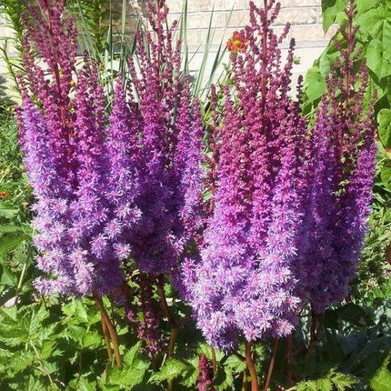 50 Astilbe Bunter - Astilbe Simplicifolia Seeds - Seed World