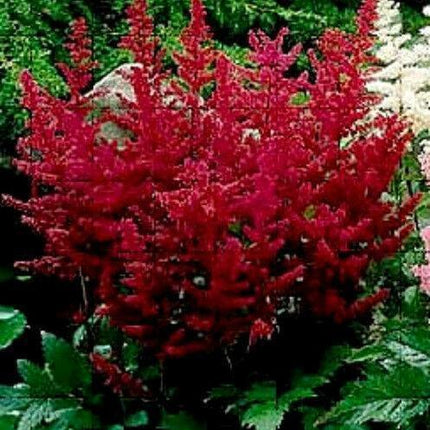 50 Astilbe Bunter - Astilbe Simplicifolia Seeds - Seed World