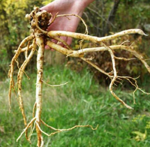 50 Astragalus Membranaceus Seeds - Seed World