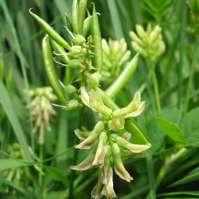 50 Astragalus Membranaceus Seeds - Seed World