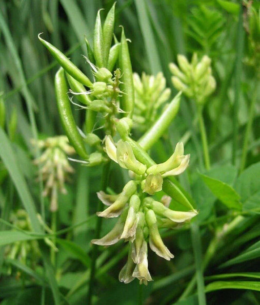 50 Astragalus Membranaceus Seeds - Seed World