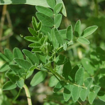 50 Astragalus Membranaceus Seeds - Seed World