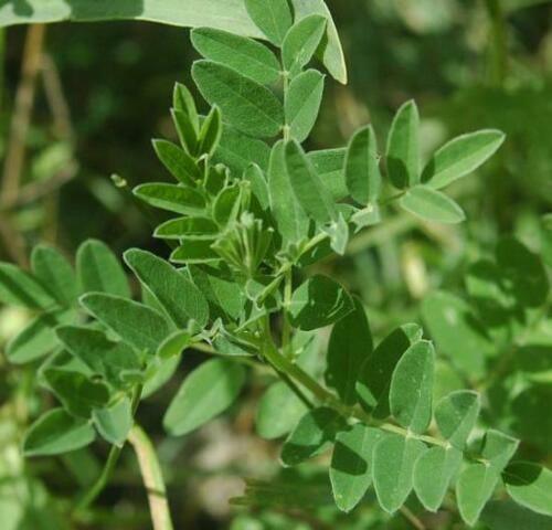50 Astragalus Membranaceus Seeds - Seed World