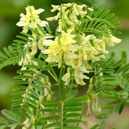 50 Astragalus Membranaceus Seeds - Seed World