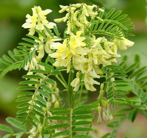 50 Astragalus Membranaceus Seeds - Seed World