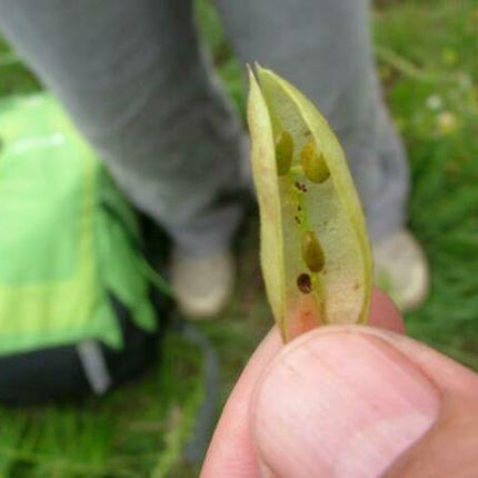 50 Astragalus Membranaceus Seeds - Seed World