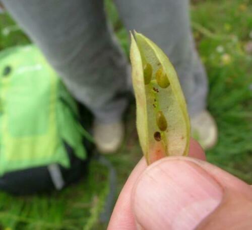 50 Astragalus Membranaceus Seeds - Seed World