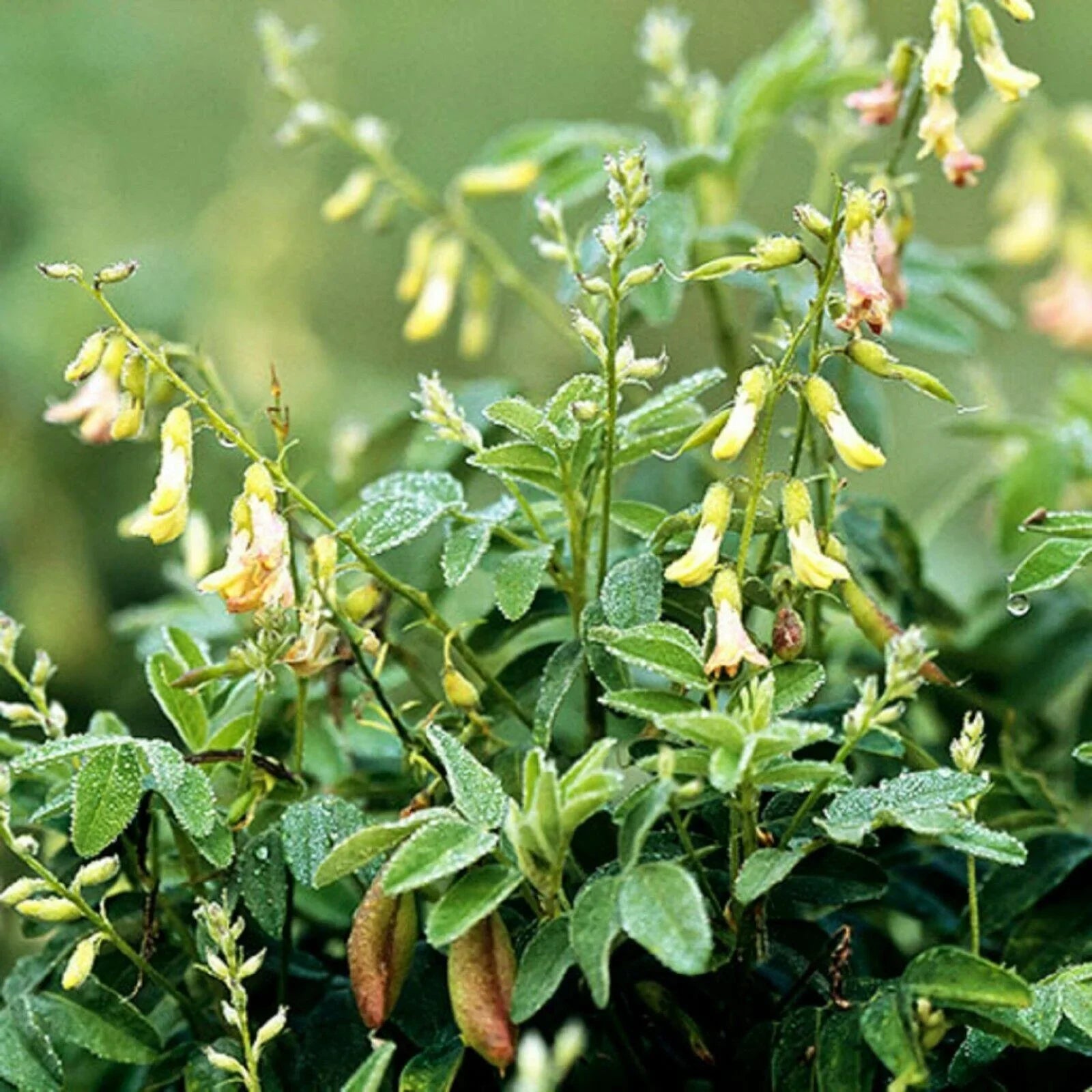 50 Astragalus Membranaceus Seeds - Seed World
