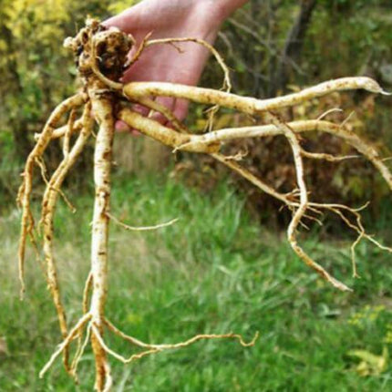 50 Astragalus Membranaceus Seeds - Seed World