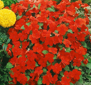 50 Baby Scarlet Impatiens Seeds - Seed World