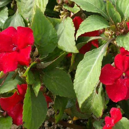 50 Baby Scarlet Impatiens Seeds - Seed World