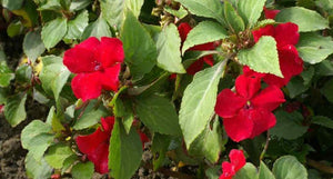 50 Baby Scarlet Impatiens Seeds - Seed World