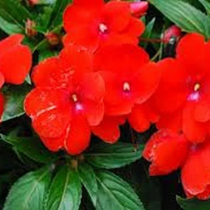 50 Baby Scarlet Impatiens Seeds - Seed World