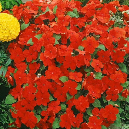50 Baby Scarlet Impatiens Seeds - Seed World