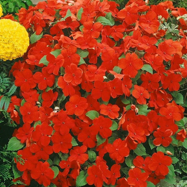 50 Baby Scarlet Impatiens Seeds - Seed World