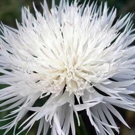 50 Bachelor Button - Tall White Seeds - Seed World