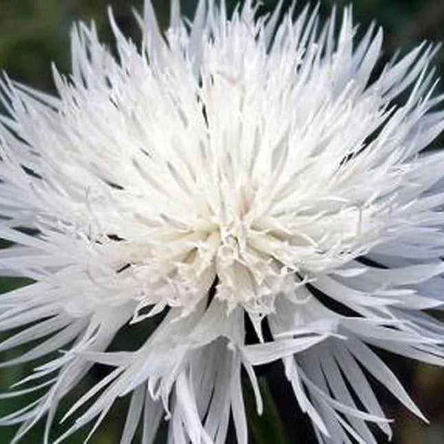 50 Bachelor Button - Tall White Seeds - Seed World