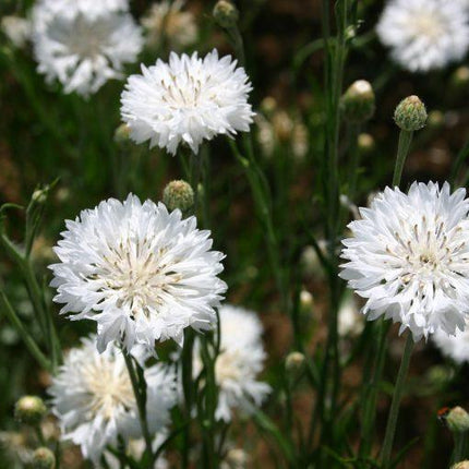 50 Bachelor Button - Tall White Seeds - Seed World