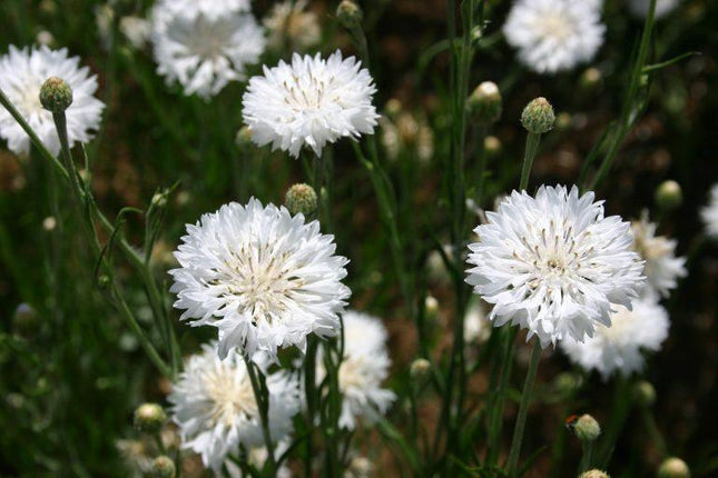 50 Bachelor Button - Tall White Seeds - Seed World