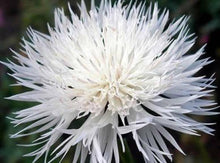 50 Bachelor Button - Tall White Seeds - Seed World