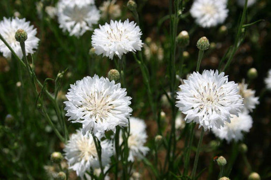 50 Bachelor Button - Tall White Seeds - Seed World