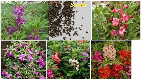 50 Balsam Camelia Mix Seeds - Seed World