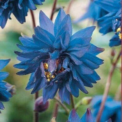 50 Barlow Blue Columbine Seeds - Seed World