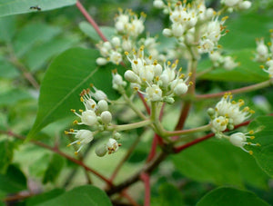 50 Bee-bee Tree - Korea Evodia (Tetradium Daniellii) Seeds - Seed World