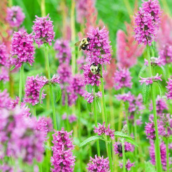 50 Betony (Stachys Officinalis) Seeds - Seed World